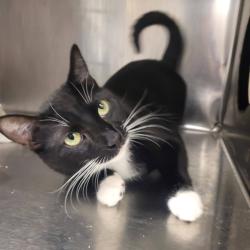 Shelter Stray Male Cat last seen , Animal Care & Control Team of Philly, 111 W Hunting Park Ave, Philadelphia, PA 19140, USA