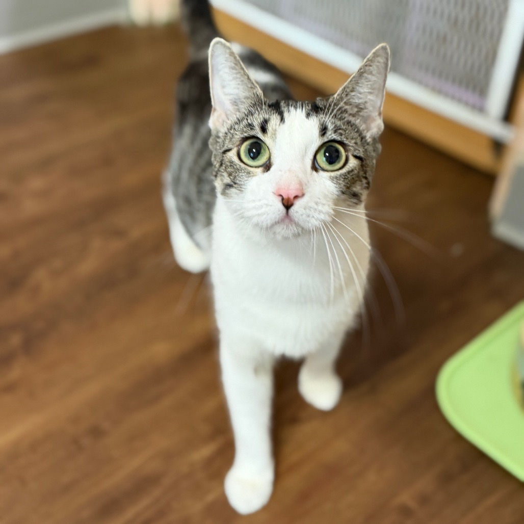 Shelter Stray Female Cat last seen , 8020 Washington St, Port Richey, FL 34668, USA