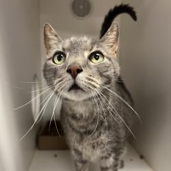 Shelter Stray Male Cat last seen , Animal Care & Control Team of Philly, 111 W Hunting Park Ave, Philadelphia, PA 19140, USA