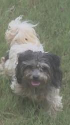 Found/Stray Unknown Dog last seen Off tara rd, Clayton County, GA 30228