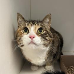 Shelter Stray Female Cat last seen , Animal Care & Control Team of Philly, 111 W Hunting Park Ave, Philadelphia, PA 19140, USA
