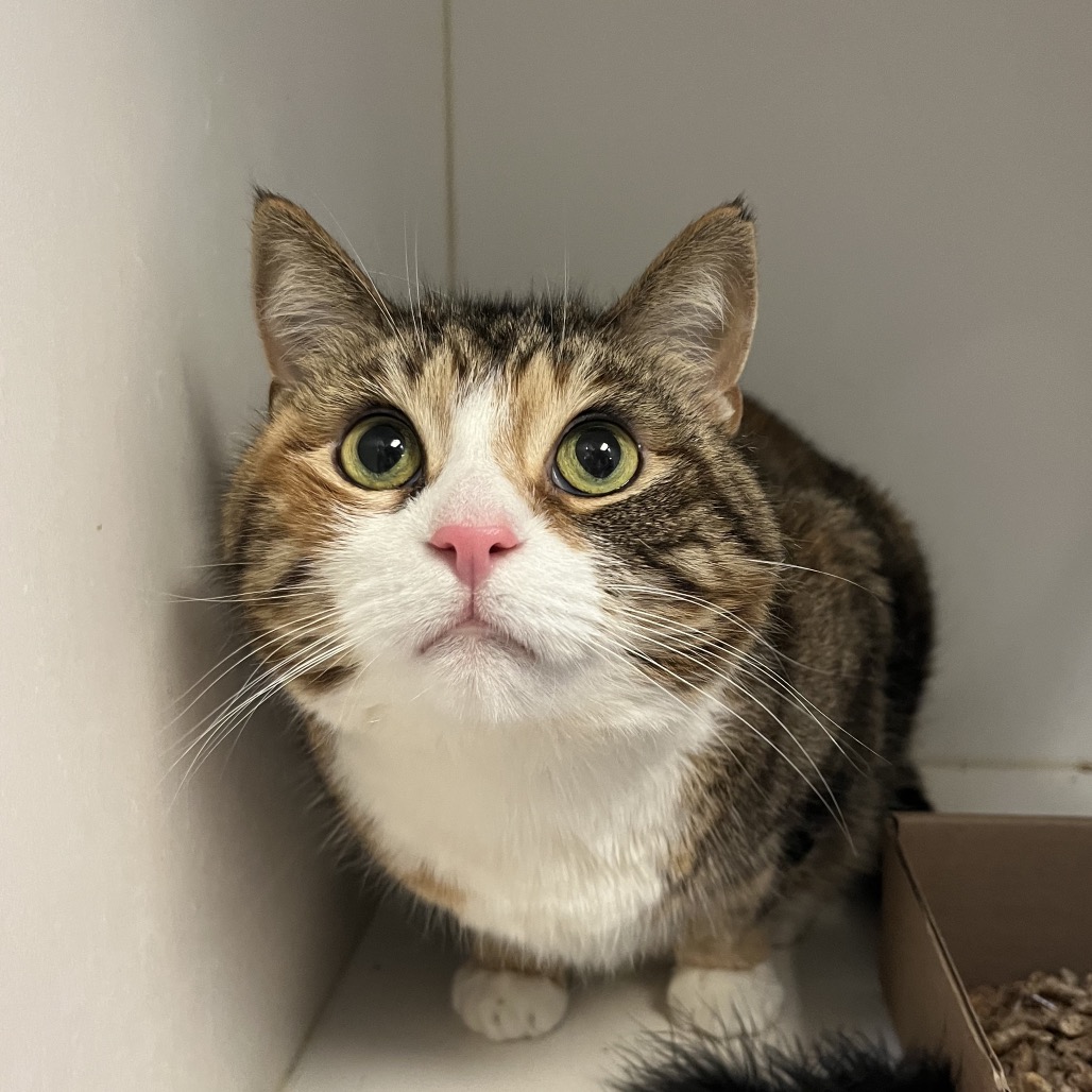 Shelter Stray Female Cat last seen , Animal Care & Control Team of Philly, 111 W Hunting Park Ave, Philadelphia, PA 19140, USA