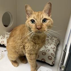 Shelter Stray Male Cat last seen , Animal Care & Control Team of Philly, 111 W Hunting Park Ave, Philadelphia, PA 19140, USA