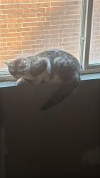 Found/Stray Female Cat last seen Near n Harding Ave 60625, Chicago, IL 60625