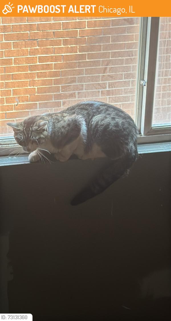 Found/Stray Female Cat last seen Near n Harding Ave 60625, Chicago, IL 60625