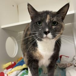 Shelter Stray Female Cat last seen , Animal Care & Control Team of Philly, 111 W Hunting Park Ave, Philadelphia, PA 19140, USA