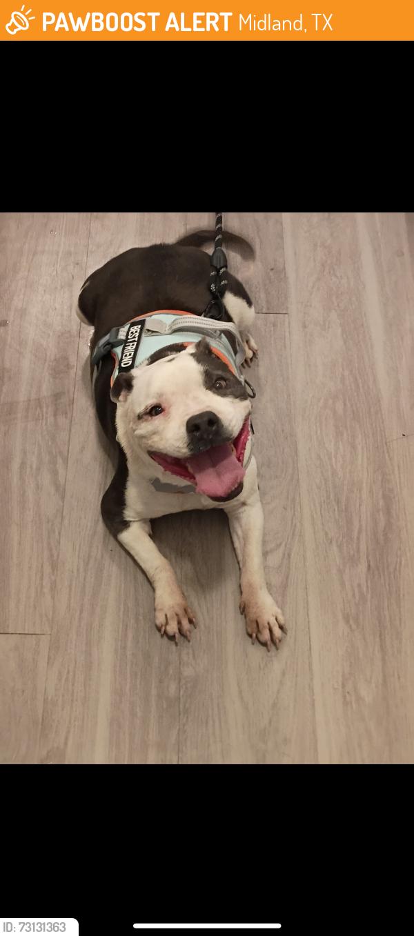 Found/Stray Female Dog last seen Wadley, Midland, TX 79705