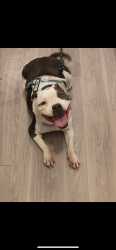 Found/Stray Female Dog last seen Wadley, Midland, TX 79705