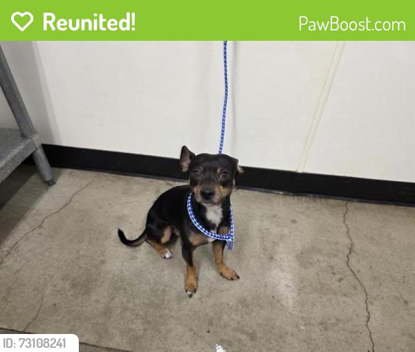 Reunited Male Dog last seen Near Saddle Rack St, San Jose, CA 95126, USA, San Jose, CA 95126