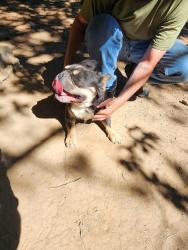 Reunited Male Dog last seen 49th and st James, Vancouver, WA 98663