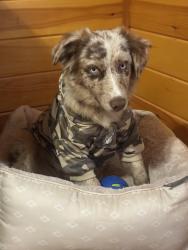 Reunited Male Dog last seen Fairview dr Gastonia NC 28052, Gastonia, NC 28052