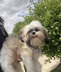 Reunited Male Dog last seen Ashland and Lincoln Hwy, Chicago Heights, IL 60411