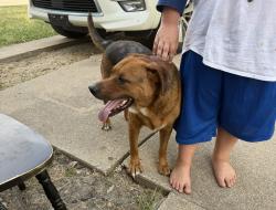 Reunited Male Dog last seen Jerri Ln, Haltom City, TX 76117