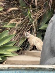 Found/Stray Female Cat last seen Shire dr 92019, El Cajon, CA 92019