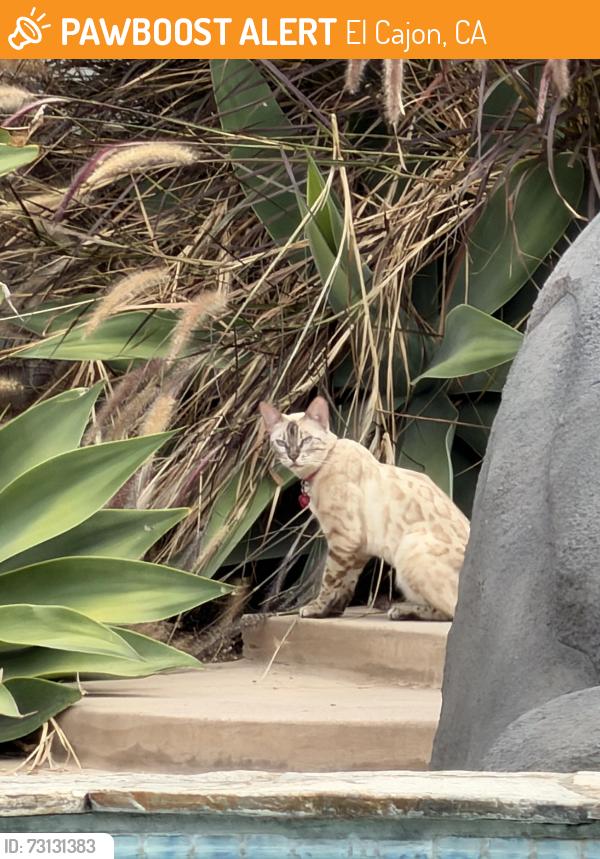 Found/Stray Female Cat last seen Shire dr 92019, El Cajon, CA 92019