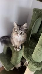 Lost Female Cat last seen Reed park, Santa Monica, CA 90403