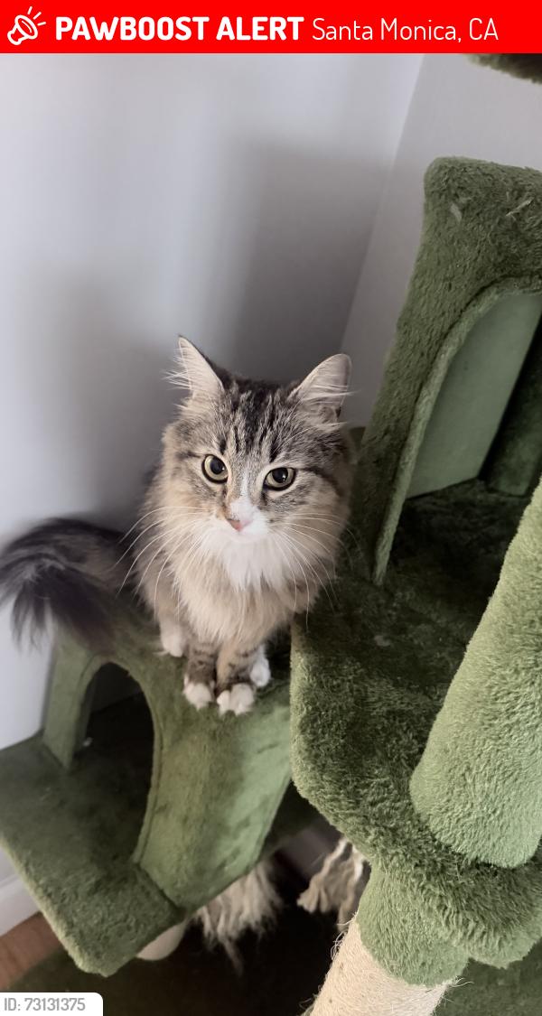 Lost Female Cat last seen Reed park, Santa Monica, CA 90403