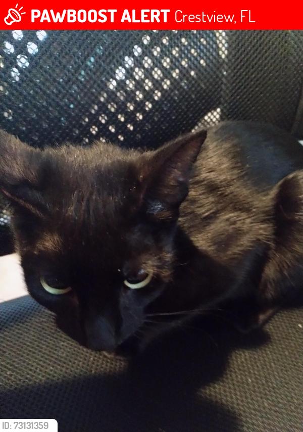 Lost Female Cat last seen Aplin apmts, Crestview, FL 32539