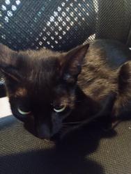 Lost Female Cat last seen Aplin apmts, Crestview, FL 32539