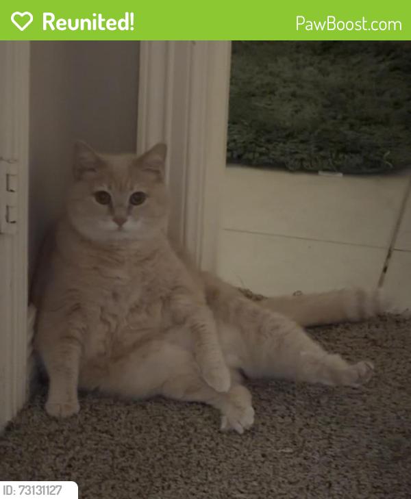 Reunited Female Cat last seen Near Morning Lake Dr, League City, TX 77573, USA, League City, TX 77573