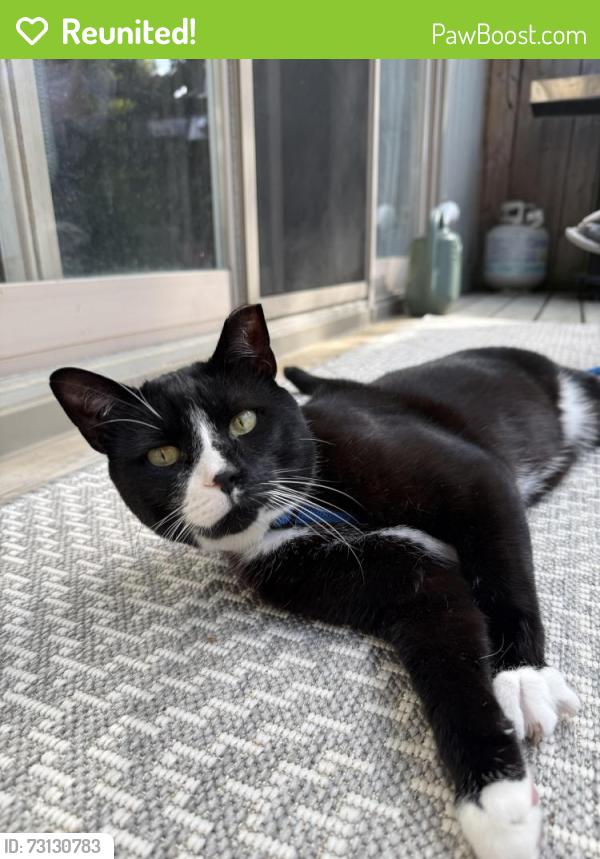 Reunited Male Cat last seen Lakeshore & Inverhouse, Walden Spinney, Mississauga, ON L5J 1J6