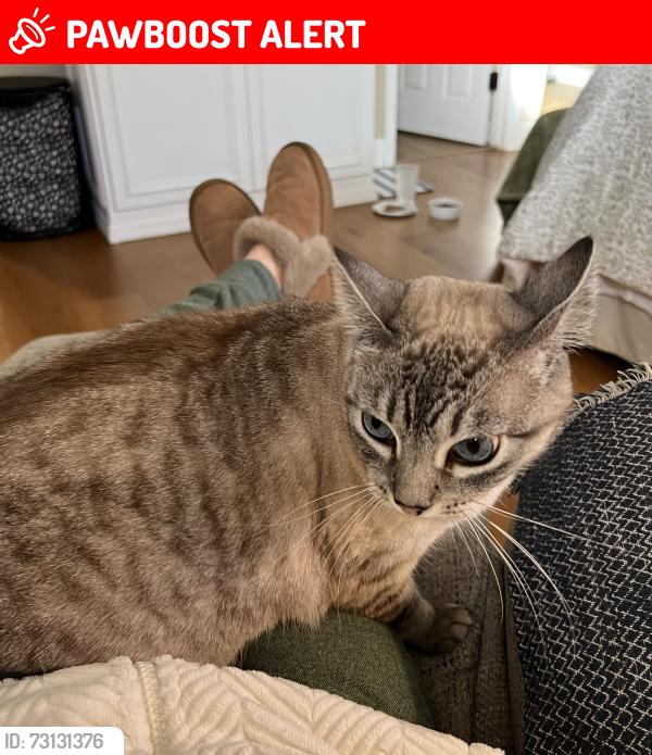 Lost Female Cat last seen Ward & Garfield Glenmar tract, Huntington Beach, CA 92646