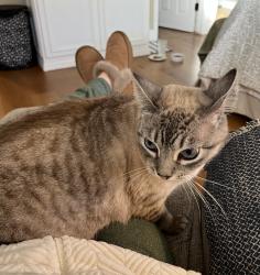 Lost Female Cat last seen Ward & Garfield Glenmar tract, Huntington Beach, CA 92646