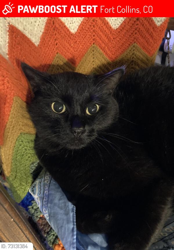 Lost Female Cat last seen Near, Fort Collins, CO 80524