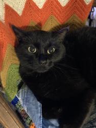 Lost Female Cat last seen Near, Fort Collins, CO 80524