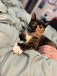 Lost Female Cat last seen Near Portland rd ne, Salem, OR 97305