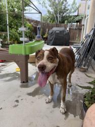 Reunited Female Dog last seen Near & Luna, Victorville, CA 92392