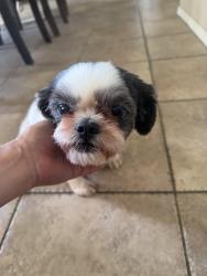 Reunited Female Dog last seen Sparrow perrs, Perris, CA 92571