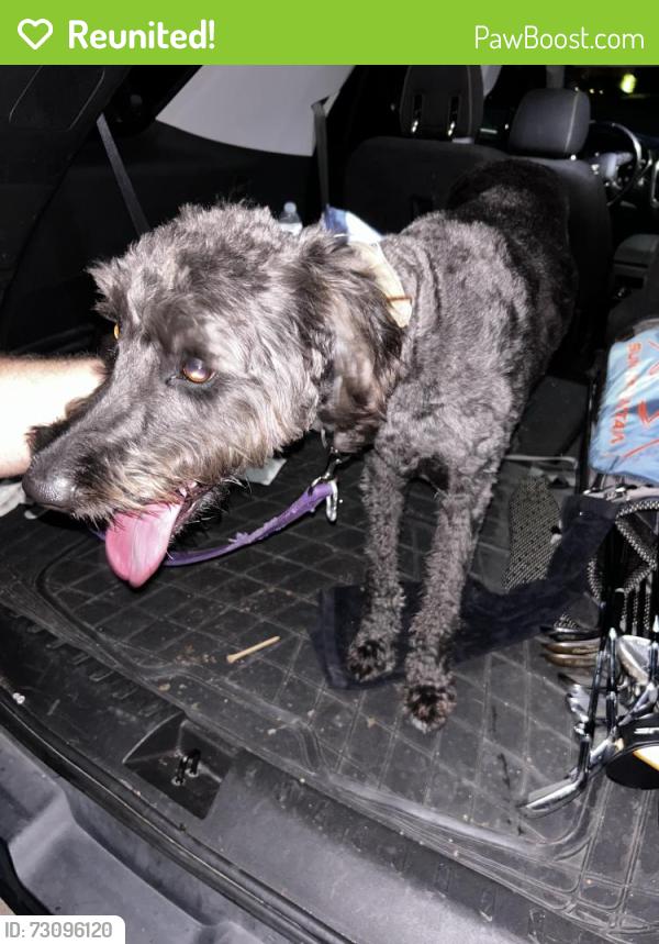 Reunited Female Dog last seen Heritage Trace & Courtright Drive, Fort Worth, TX 76244