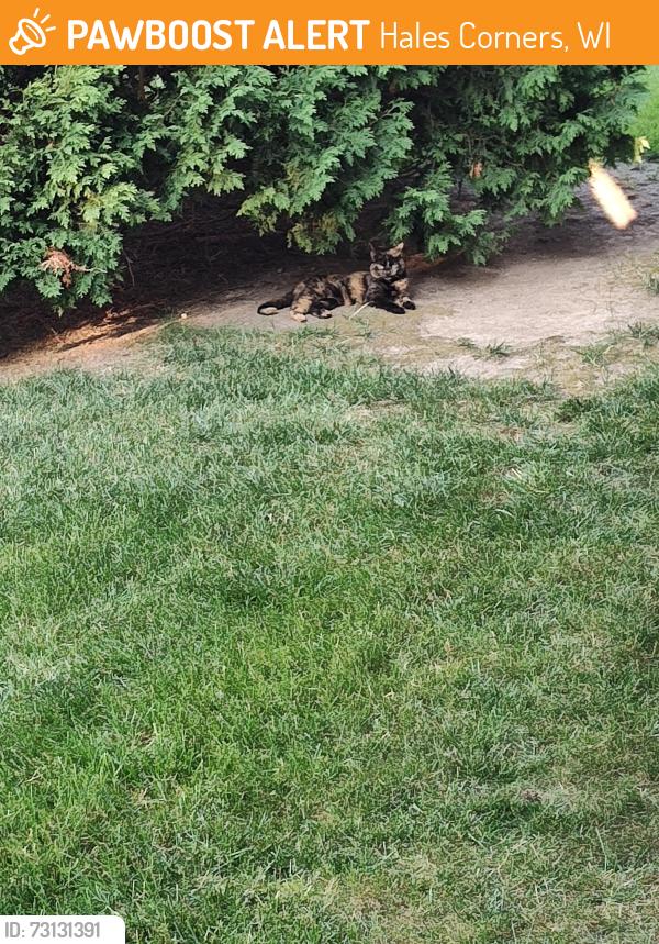 Found/Stray Unknown Cat last seen Behind AutoZone, Hales Corners, WI 53130