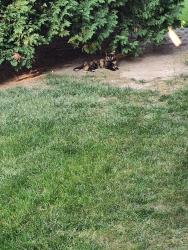 Found/Stray Unknown Cat last seen Behind AutoZone, Hales Corners, WI 53130