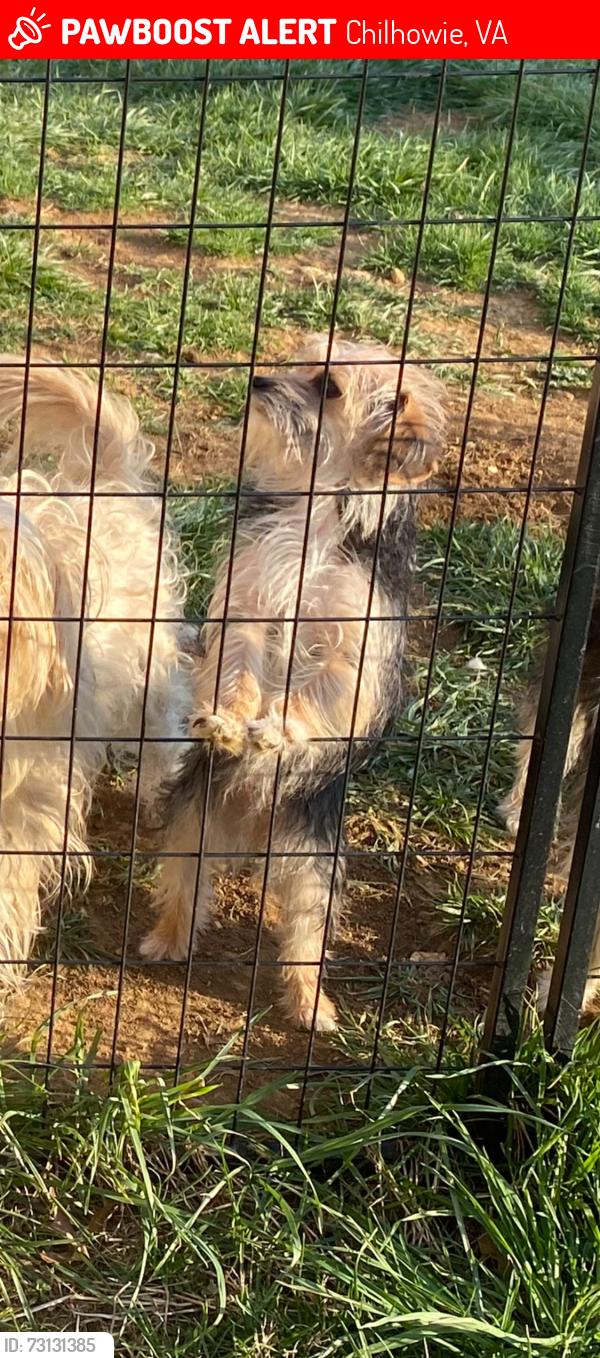 Lost Female Dog last seen Nieghborhood behind Woodys, Chilhowie, VA 24319