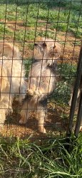 Lost Female Dog last seen Nieghborhood behind Woodys, Chilhowie, VA 24319