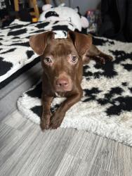 Reunited Female Dog last seen Rock Shoals Court, Atlanta, GA 30349