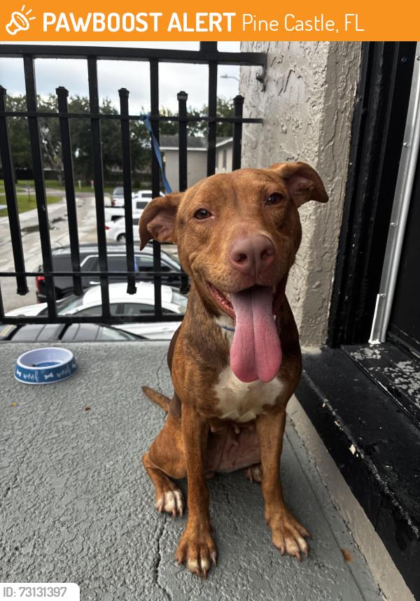 Found/Stray Female Dog last seen Greenwich park apmts, Pine Castle, FL 32809