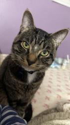Reunited Male Cat last seen Alta and Torrey pines, Las Vegas, NV 89107