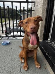Found/Stray Female Dog last seen Greenwich park apmts, Pine Castle, FL 32809