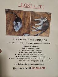 Lost Male Cat last seen College, San Diego, CA 92115