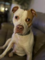 Lost Male Dog last seen Cecil-Henderson rd and Klinger rd, Cecil Township, PA 15317