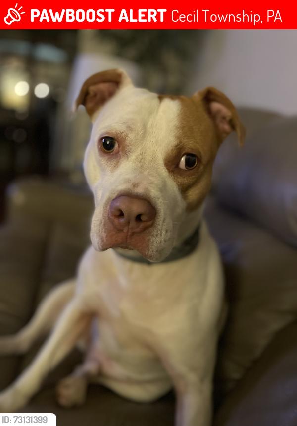 Lost Male Dog last seen Cecil-Henderson rd and Klinger rd, Cecil Township, PA 15317