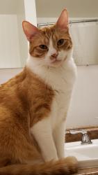 Reunited Male Cat last seen Near SW 188th Ave, Aloha, OR 97007, USA, Aloha, OR 97007