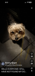 Reunited Male Dog last seen SW 44 AVE and 11th ST country club circle -10th ST, Plantation, FL 33317