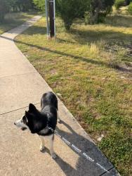 Reunited Male Dog last seen Bulverde Green and Hideaway Green (Bulverde Village neighborhood), San Antonio, TX 78261