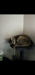Lost Female Cat last seen At my hse, Combine, TX 75159