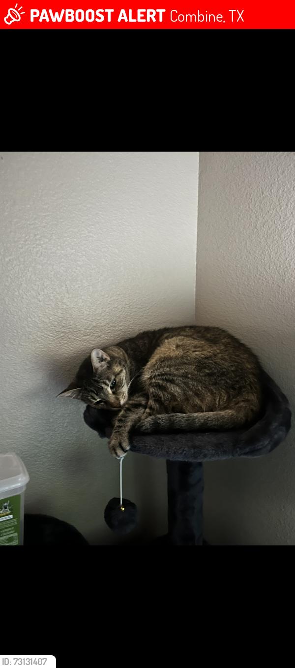 Lost Female Cat last seen At my hse, Combine, TX 75159