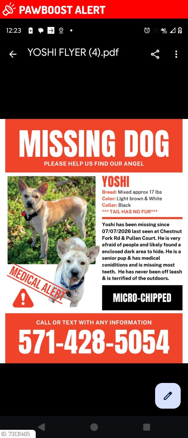 Lost Male Dog last seen Pullen Ct. , Culpeper County, VA 22701